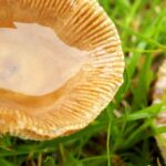 Welche Pilze im Garten sammeln und essen?