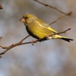 Grünfink im Garten: Diesen Vogel willkommen heißen