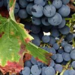 Warum alte, heimische Weinreben für den Garten?