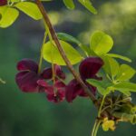 Krankheiten und Parasiten der Akebie