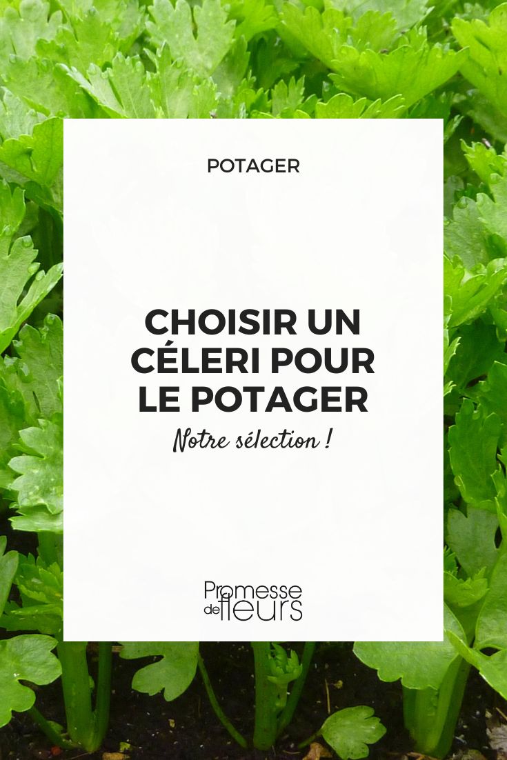Sellerie
