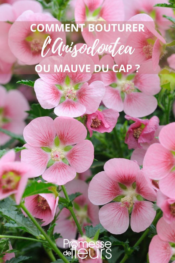 Anisodontea Vermehrung