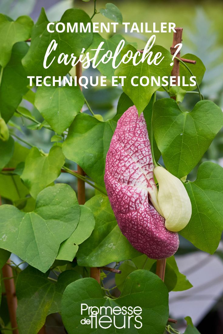 Größe von Aristolochia