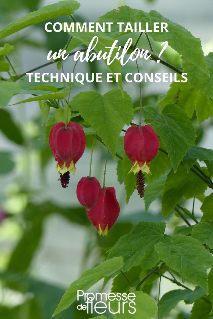 Größe des Abutilon