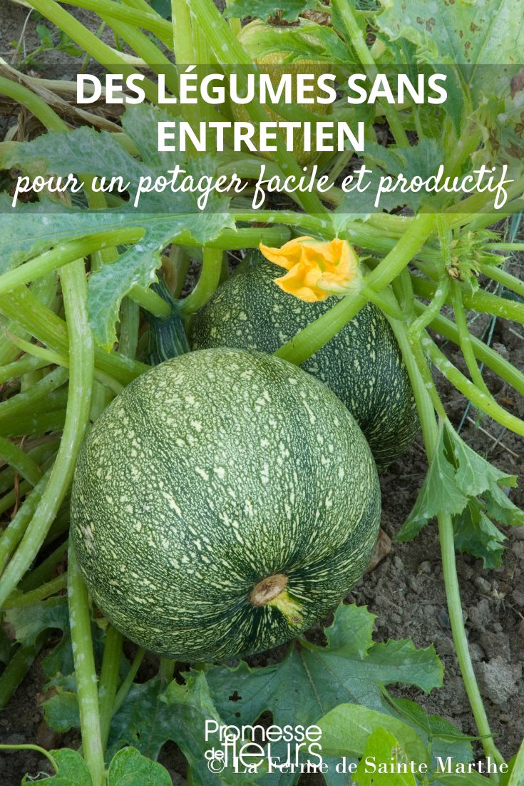 runder Zucchini