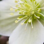 Weiße Christrosen: perfekt für den Winter!