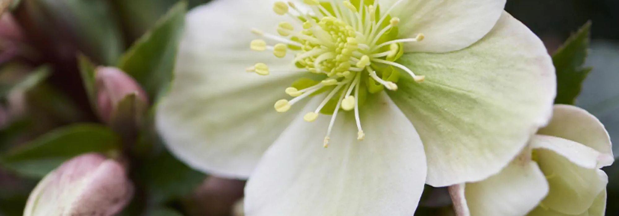 Weiße Christrosen: perfekt für den Winter!