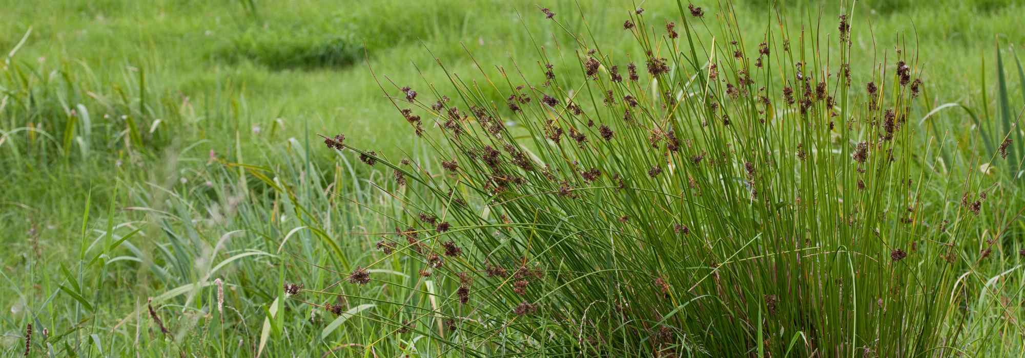 Juncus – Binse: Pflanzung und Pflege