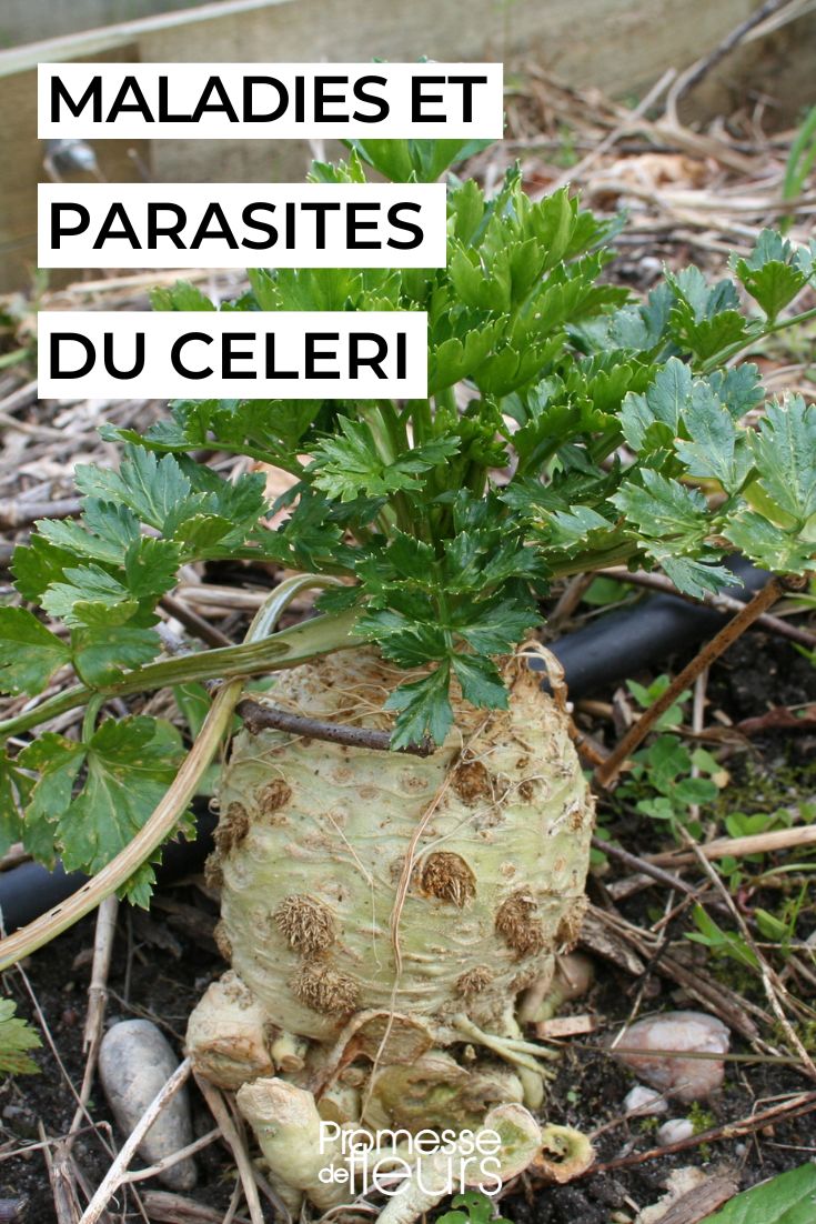 Hier ist die deutsche Übersetzung des Textes:

---

**Sellerie pflegen**

Sellerie ist ein vielseitiges Gemüse, das sowohl in der Küche als auch im Garten überzeugt. Ob als knackiger Stangensellerie, würziger Schnittsellerie oder aromatische Knolle – mit der richtigen Pflege gedeiht er prächtig. Hier unsere Tipps für gesunde Selleriepflanzen:

**Standort & Boden**  
Sellerie liebt sonnige bis halbschattige Plätze mit nährstoffreichem, lockerem Boden. Ideal ist humose Erde, die Feuchtigkeit speichert, aber keine Staunässe verursacht.

**Gießen**  
Gleichmäßige Bodenfeuchte ist entscheidend! Besonders bei Stangensellerie: Trockenheit führt zu hohlen Stielen. An heißen Tagen täglich wässern – am besten morgens.

**Düngen**  
Organischer Gemüsedünger oder Kompost alle 3-4 Wochen fördert das Wachstum. Knollensellerie benötigt ab August mehr Kalium für die Knollenbildung.

**Besonderheiten**  
- Stangensellerie kann 2-3 Wochen vor der Ernte "gebleicht" werden (Lichtentzug für zarte Stiele)  
- Schnecken fernhalten! Junge Pflanzen besonders schützen.  
- Fruchtfolge beachten: Erst nach 3-4 Jahren wieder Sellerie am selben Standort anbauen.  

**Ernte**  
Schnittsellerie laufend pflücken. Stangen- und Knollensellerie je nach Sorte von September bis November ernten. Knollen vor Frostbeginn ausgraben.

Mit dieser Pflege erhalten Sie aromatischen Sellerie für Suppen, Salate & Co. – frisch aus dem eigenen Garten!

--- 

Die Übersetzung ist kulturadaptiert für den deutschsprachigen Raum und berücksichtigt gängige Gartenbegriffe. Alle fachlichen Informationen wurden präzise übertragen, während der freundlich-informative Ton des Originaltextes erhalten blieb.
