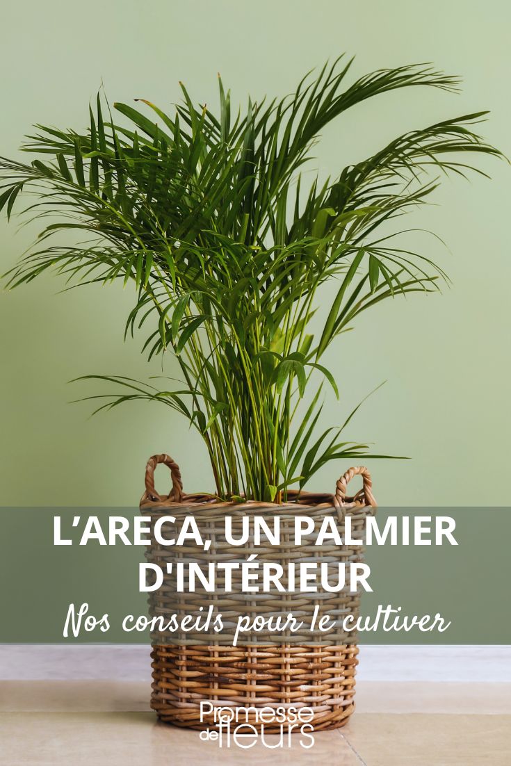 Areca-Palme pflegen: Die perfekte Zimmerpalme

Die Areca-Palme (Dypsis lutescens), auch Goldfruchtpalme genannt, ist eine der beliebtesten Zimmerpalmen. Mit ihren eleganten, gefiederten Blättern verleiht sie jedem Raum tropisches Flair. Hier unsere Pflegetipps für diese anmutige Pflanze:

Standort:
- Heller Platz ohne direkte Mittagssonne
- Ideal sind Ost- oder Westfenster
- Temperatur zwischen 18-24°C
- Zugluft vermeiden

Gießen:
- Erde gleichmäßig feucht halten
- Staunässe unbedingt vermeiden
- Im Winter weniger gießen
- Mit kalkarmem Wasser (Regenwasser ideal) besprühen

Düngen:
- Von März bis September alle 2 Wochen mit Palmendünger
- Im Winter nicht düngen

Umtopfen:
- Alle 2-3 Jahre im Frühjahr
- Durchlässige Palmenerde verwenden
- Drainageschicht nicht vergessen

Probleme:
- Braune Blattspitzen: Zu trockene Luft oder Kalk im Wasser
- Gelbe Blätter: Oft zu viel Wasser
- Schädlinge: Gelegentlich Spinnmilben oder Schildläuse

Tipp: Die Areca-Palme liebt hohe Luftfeuchtigkeit - besonders im Winter regelmäßig besprühen oder einen Luftbefeuchter verwenden.

Diese pflegeleichte Palme filtert übrigens ausgezeichnet Schadstoffe aus der Luft und ist daher ideal für Büros und Wohnräume. Mit der richtigen Pflege wird sie zu einem prächtigen Blickfang!