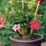 Falschen Jasmin umtopfen: Wann und wie?