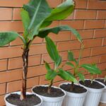 Banane teilen: Wurzelschösslinge trennen