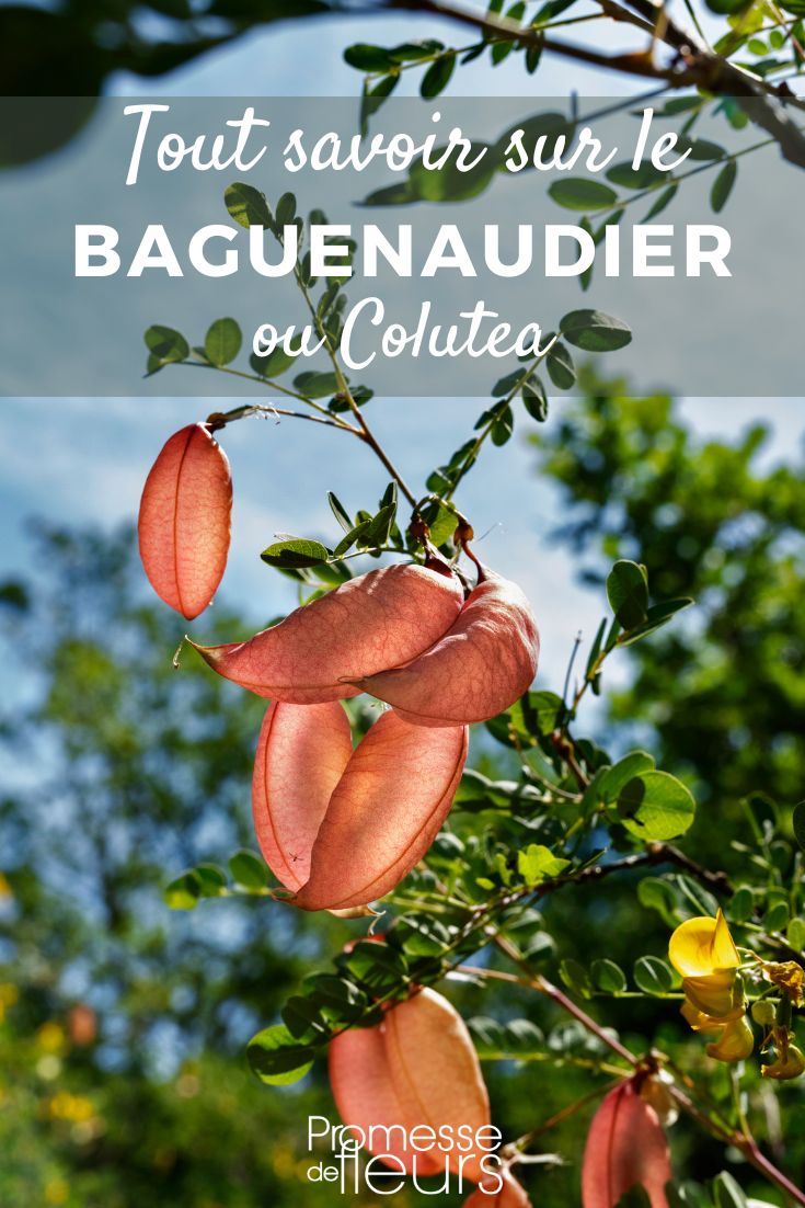 Alles über den Blasenstrauch (Colutea arborescens)