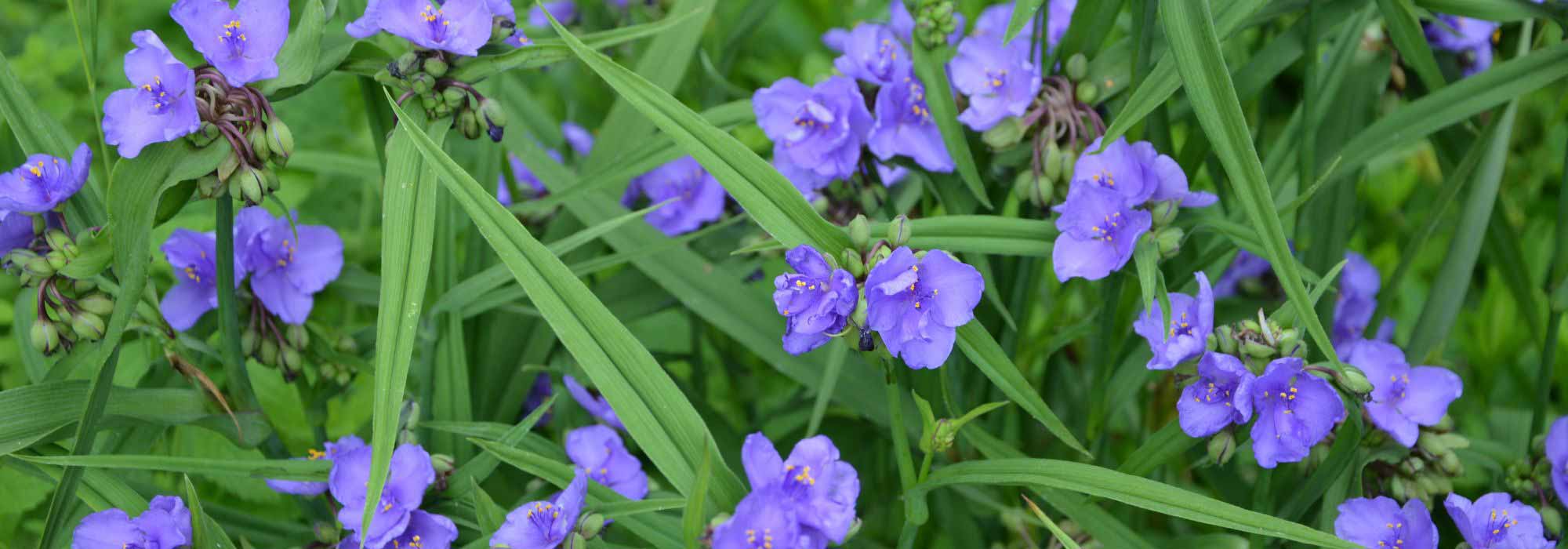 5 Ampelkräuter mit blauen oder violetten Blüten