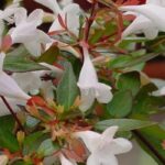7 Abelien mit weißen Blüten für sonnige Gärten