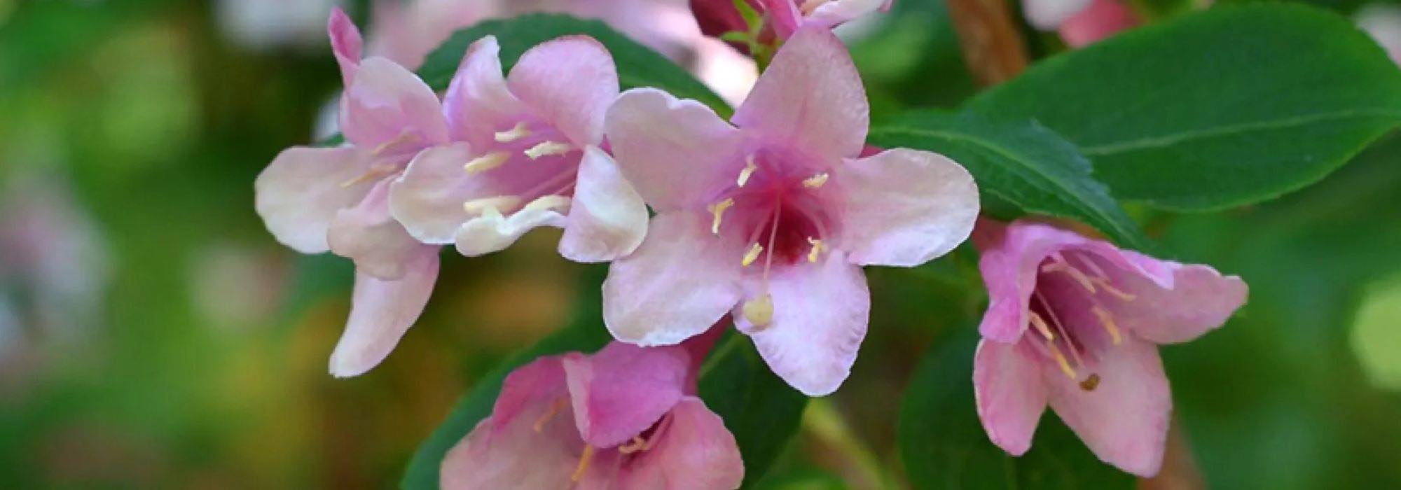 Top 7 Abelien mit rosa Blüten für mehr Farbe