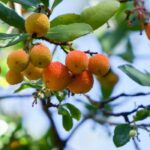 Westlichen Erdbeerbaum schützen und überwintern