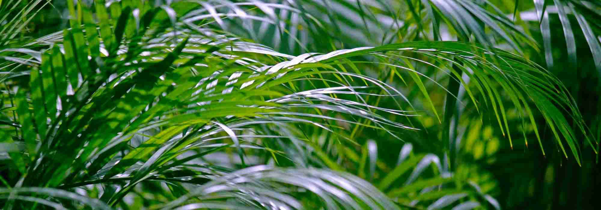 Areca-Palme: Areca richtig kultivieren?