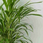 Krankheiten und Parasiten der Betelpalme