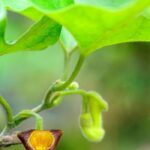 Osterluzei im Topf: Tipps und Pflege