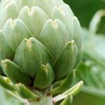 Artischocke: Krankheiten, Parasiten erkennen, behandeln
