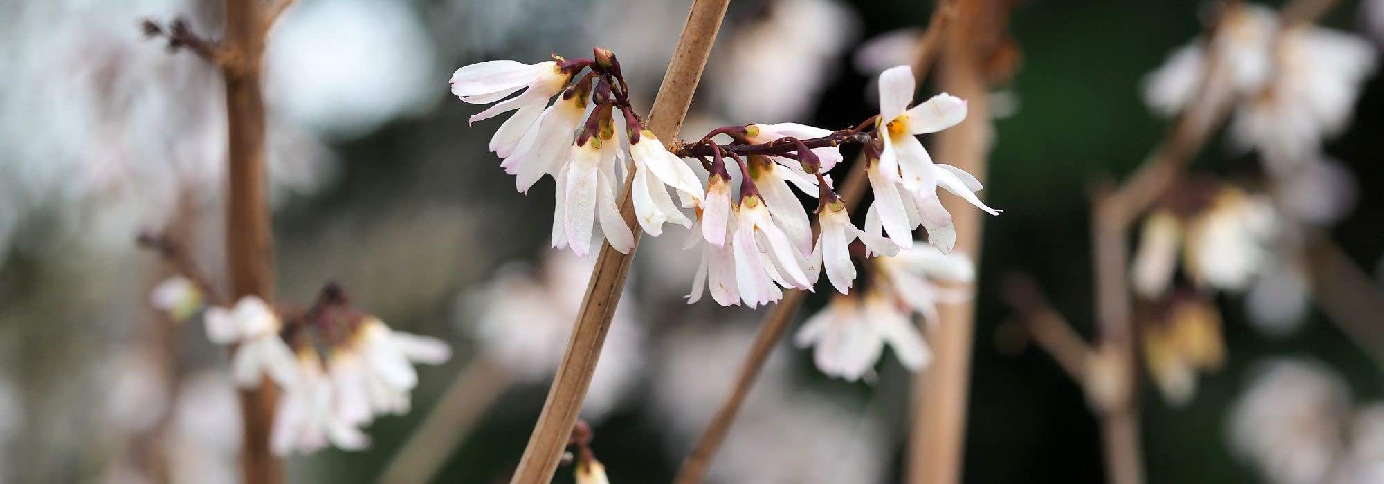 Schneeforsythie kombinieren