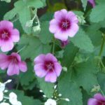 Anisodontea: Ideen für jeden Gartenstil