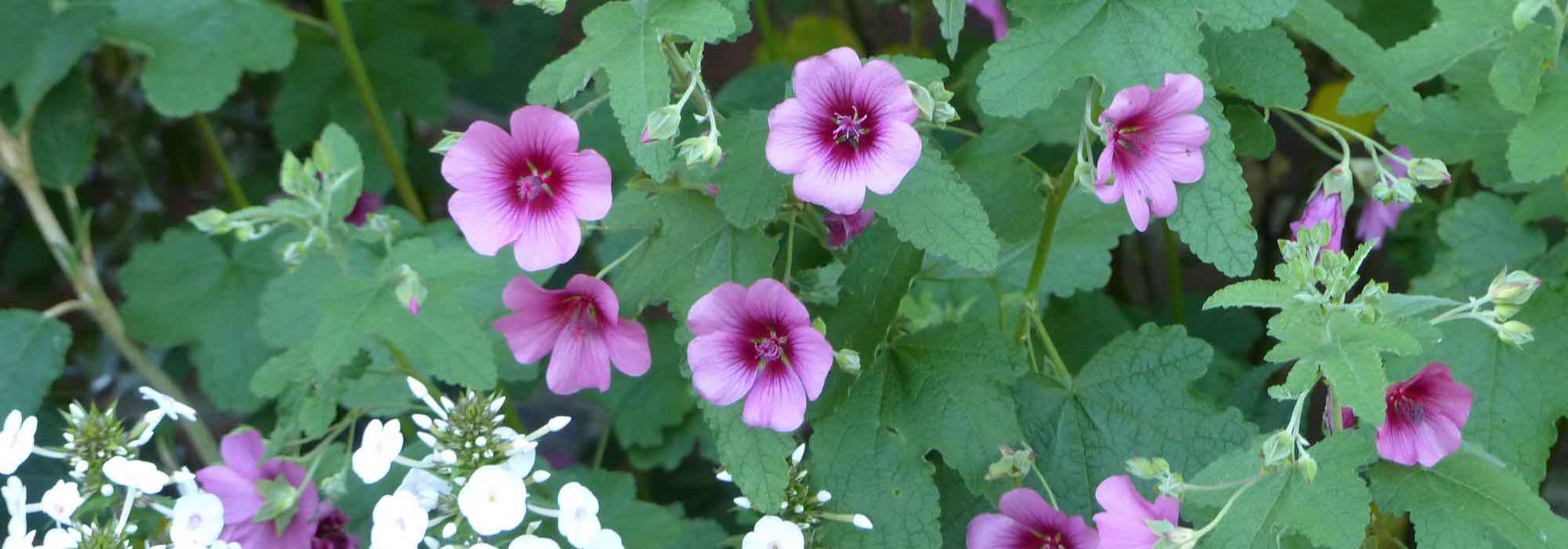 Anisodontea: Ideen für jeden Gartenstil