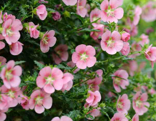 Anisodontea vermehren: Stecklinge ou Mauve du Cap?