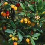 Westlichen Erdbeerbaum im Topf kultivieren