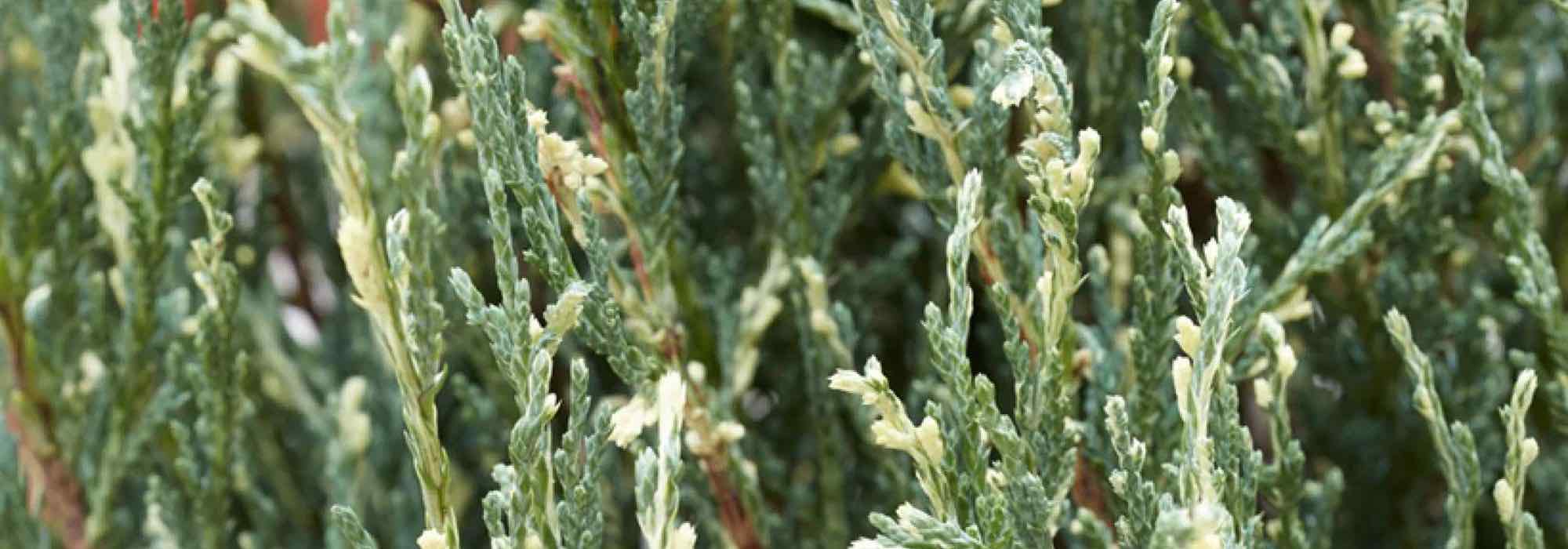 Beleben Sie Ihren Garten mit Nadelgehölzen und panaschiertem Laub