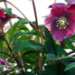 Purpurblühende Christrosen für Farbe im Winter
