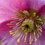 Für einen farbenfrohen Winter: Christrosen mit rosa Blüten!