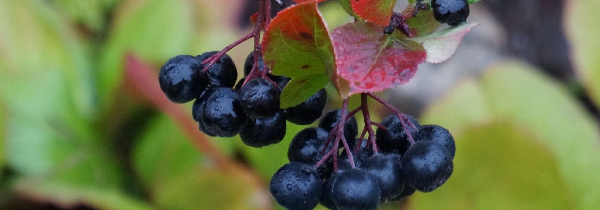 Krankheiten und Parasiten der Apfelbeere