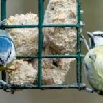 Pflanzen für Gartenvögel anpflanzen