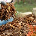 Permakultur und Bio-Gemüsegarten: ökologisch mulchen