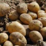Lagerkartoffeln: Ratgeber zur Auswahl