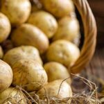 Frühe Kartoffeln: Auswahl und Anbau kompakt