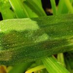 Pflegeleichtes Gemüse für ertragreichen Nutzgarten