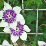 Kletterpflanzen pflanzen: häufige Fehler?
