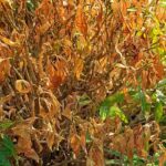 Nichts wächst im Garten: Warum?
