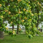 Amerikanischen Tulpenbaum schneiden?