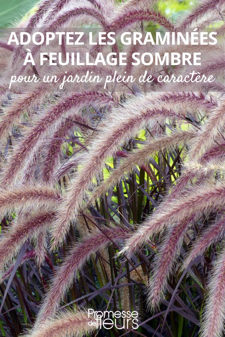 Pennisetum setaceum ‚Rubrum‘