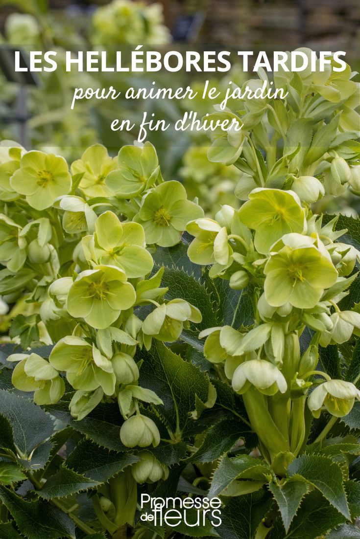 Helleborus argutifolius (deutscher Name: Korsische Nieswurz oder Stachelige Nieswurz)