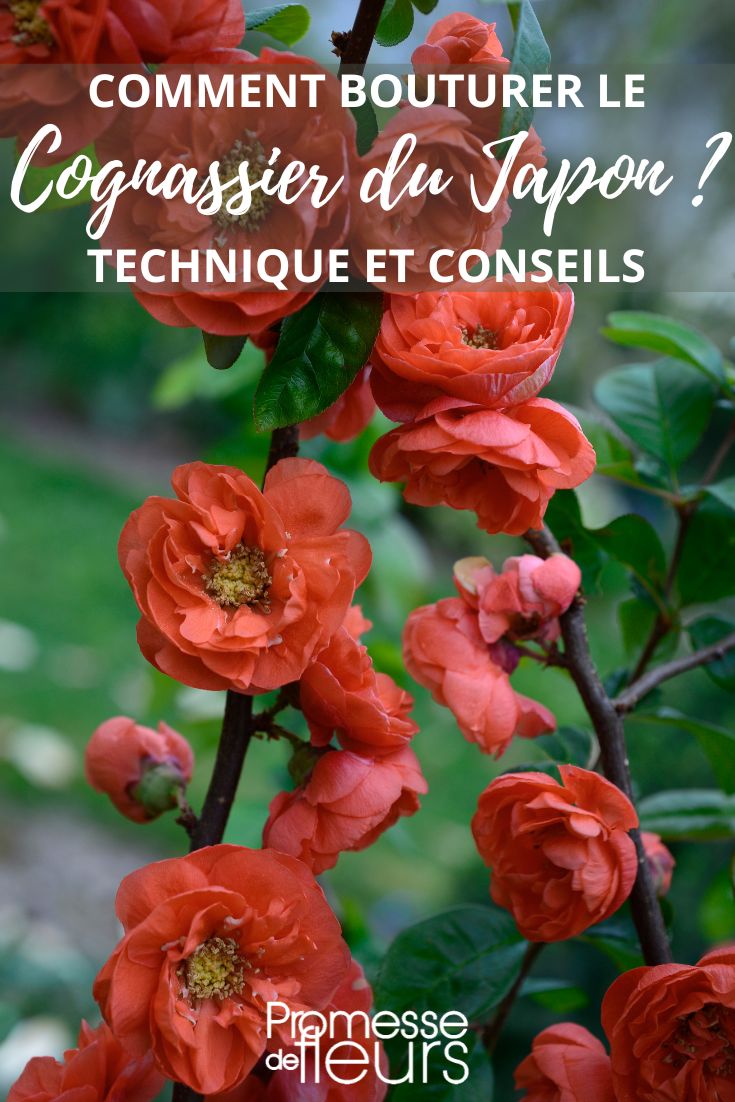Chaenomeles 'Mango Storm'