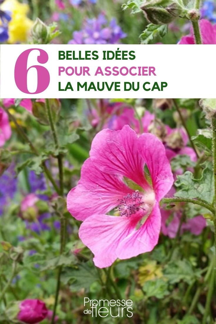 6 Anisodontea-Kombinationen