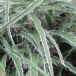 Bodendeckergräser: schöner, pflegeleichter Garten