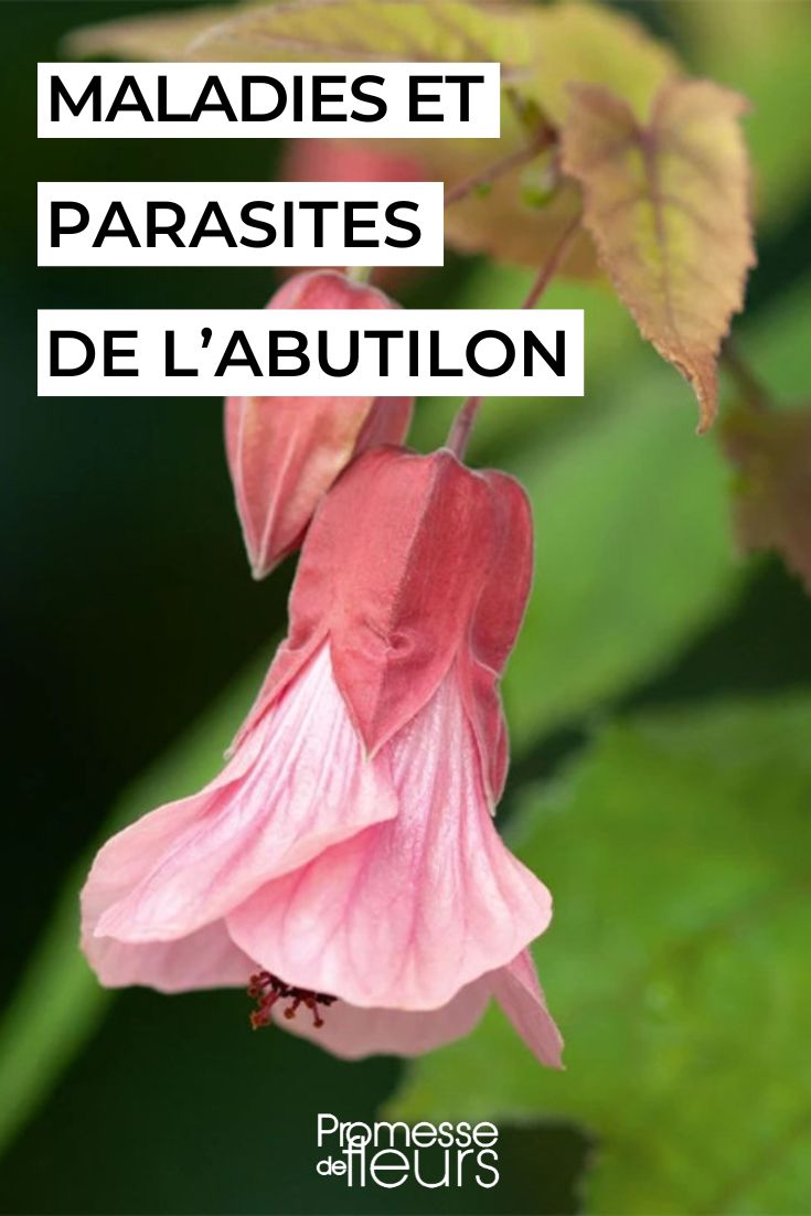Den Abutilon pflegen