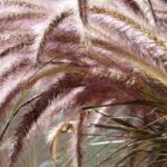 Pennisetum: Beste Sorten für Kübel