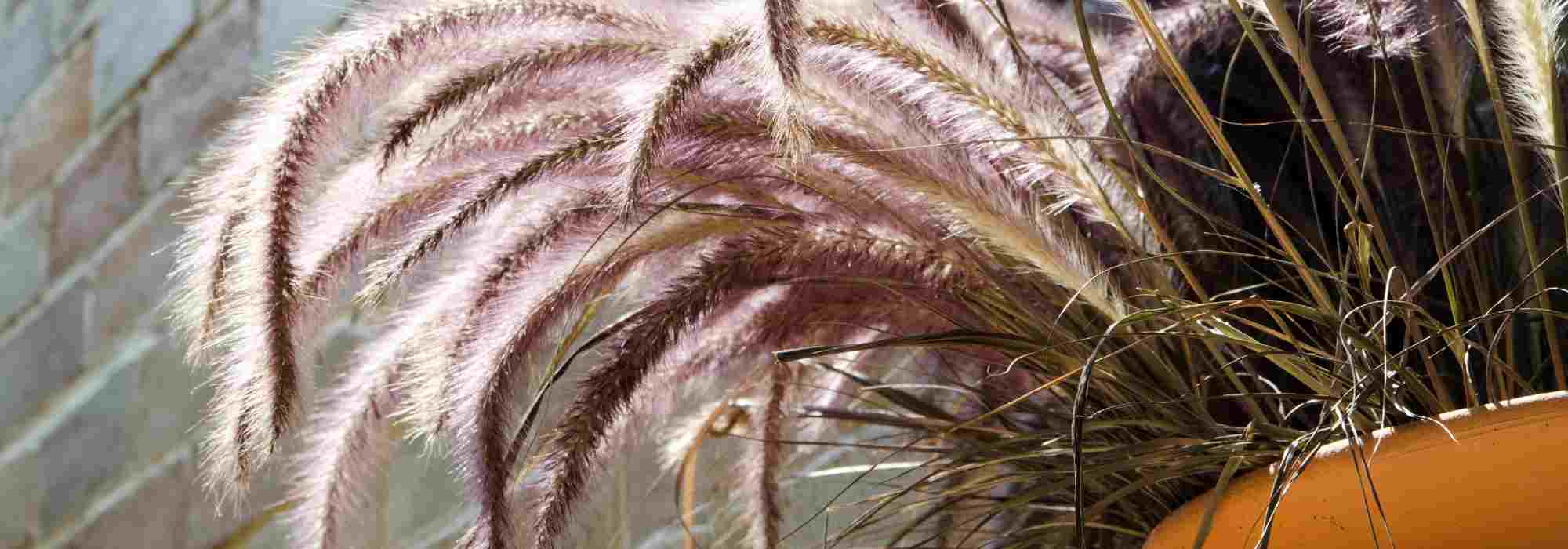 Pennisetum: Beste Sorten für Kübel